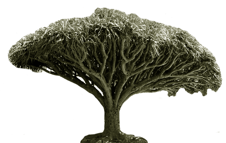 Dragonblood Tree